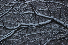 Ветви в снегу
