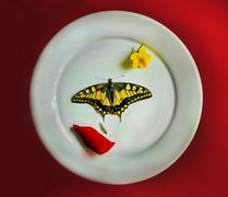 Бабочка и лепестки на тарелке