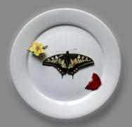 Лепестки и бабочка на тарелке