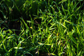 Ранее утро. Капельки росы на зеленой травке.