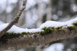 снег на мхе ветки осины