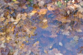 Осень, отражение...