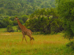 Жирафа в природе это очень красиво. 