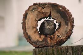 кошка прячется от дождя в срезе деревянной чурки