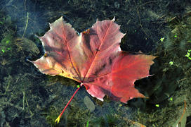 Осенний лист на поверхности воды