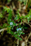 Маленькие голубые цветы на фоне зелени 