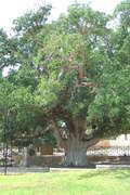 Старое дерево, Кипр
