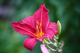 Малиновый цветок после дождя