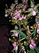 яркие пестрые орхидеи