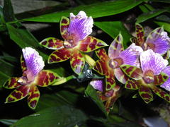пестрые орхидеи