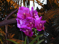 яркая орхидея