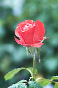 Красная роза под дождем