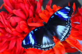 Синяя бабочка на красном фоне