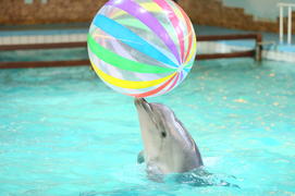 Дельфин играет в мяч