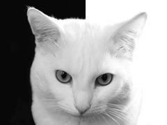 Черно Белый кот