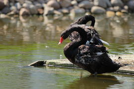 Черные Лебеди