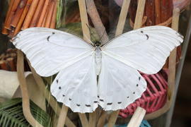 Белая бабочка 