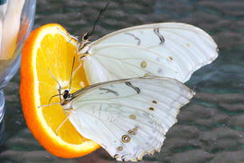 Апельсин и две бабочки