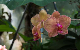Орхидея (ботанический сад Ла Мортелла)