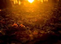 Осенняя листва на закате