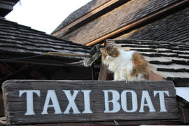 Кот морской таксист