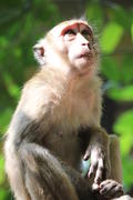 Взгляд обезьяны
