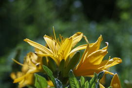 Желтые лилии в лучах солнца на зеленом фоне