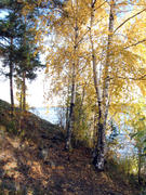 Желтые березы на склоне скалы у озера
