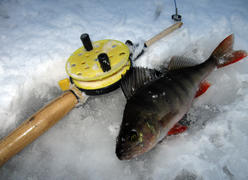 Окунь и удочка для зимней рыбалки